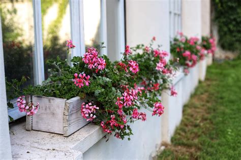 Záhon alebo balkón plný bohato kvitnúcich muškátov v rôznych farebných odtieňoch