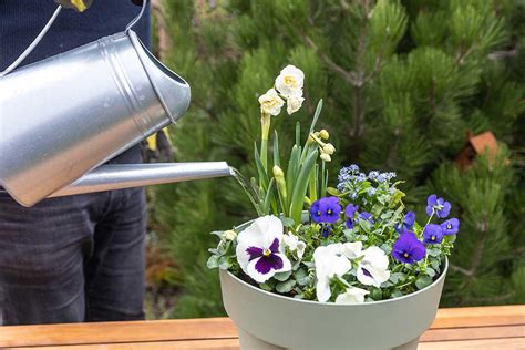 Detailné schéma správneho zavlažovania rastlín v kvetináči