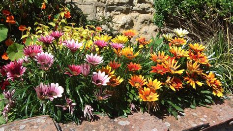 Schéma vyváženého hnojenia pre kvitnúce rastliny