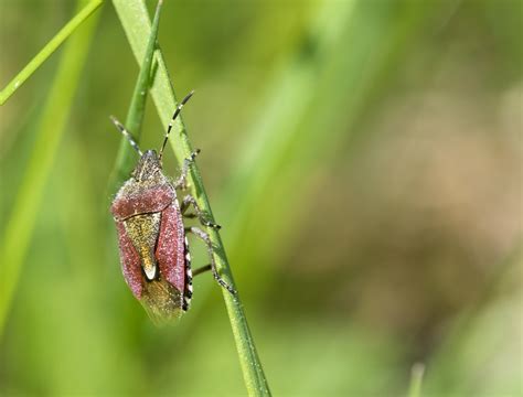 Zblízka fotografia napadnutej rastliny Eustomy so škodcami alebo plesňou