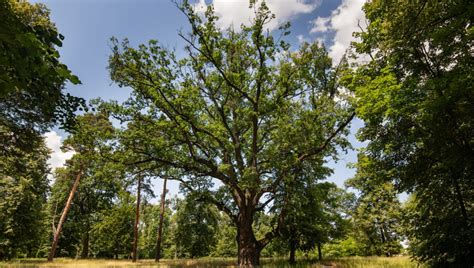 Majestátny dub v krajine