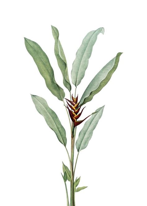 Detail kvetu Musa coccinea so šarlátovými listeňmi a žltými kvetmi