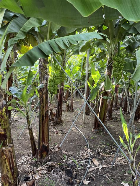 Ilustrácia priepustného substrátu pre banánovník