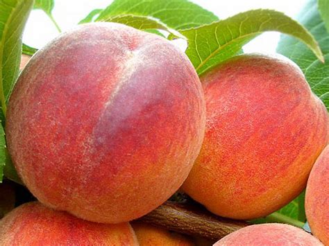 Detail listu broskyne s typickými príznakmi kučeravosti.