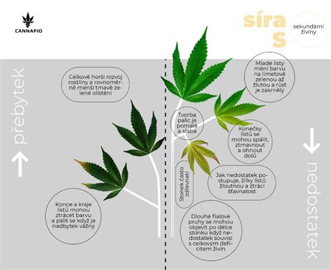 infografika príznakov nedostatku síry a dusíka u pšenice