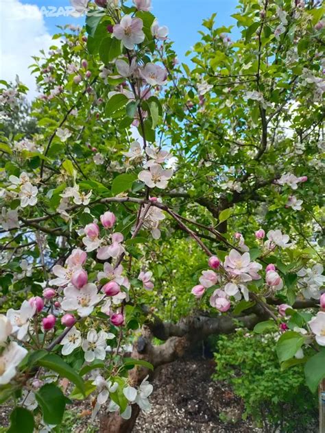 Tematická fotografia sadu jabloní a hrušiek s dôrazom na zdravé a choré listy/plody