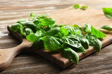 Thematic photo of fresh basil leaves on a wooden board