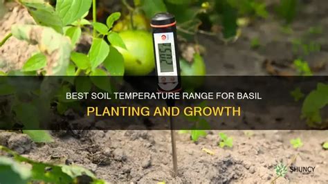 Infographic or diagram showing optimal growing conditions for basil (sun, soil, temperature)