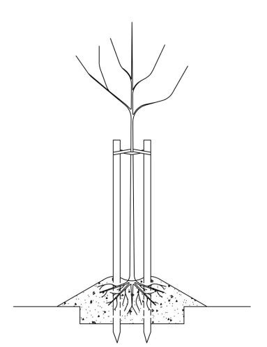 Schéma znázorňujúca správnu hĺbku výsadby stromu s vyznačeným miestom štepenia nad povrchom pôdy