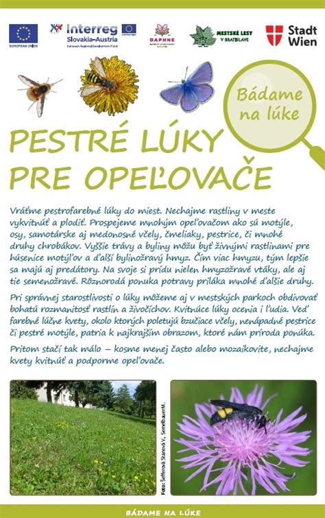 Pestré zloženie kvetinovej lúky s rôznymi druhmi rastlín a hmyzu