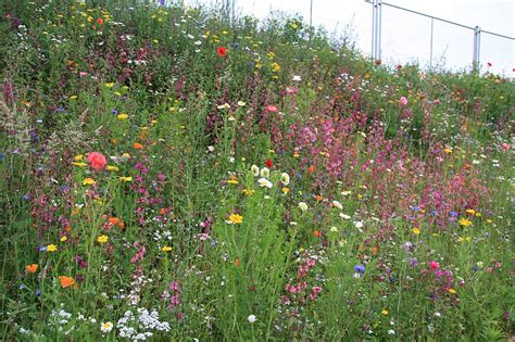 Kvetinová lúka pokosená na nízko, pripravená na ďalší rast