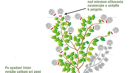 Schéma rastu a kvetov Lonicera etrusca: ilustrácia popínavej formy s detailom rúrkovitých kvetov a červených bobúľ