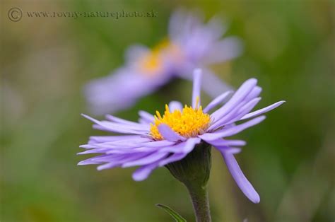 Detailný záber na kvet astry alpínskej so žltým stredom a typickými okvetnými lístkami