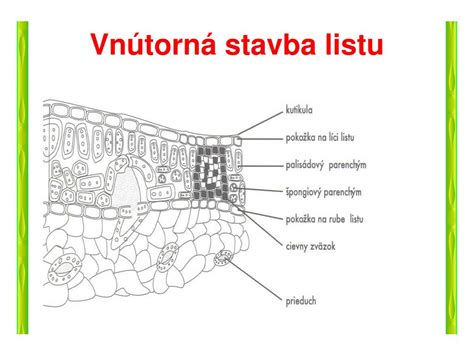 Schéma: Vnútorná stavba listu kukurice, s detailom C4 fotosyntézy.