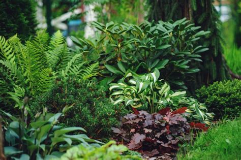 Koláž troch rastlín odporúčaných na potlačenie buriny: Hosta, Heuchera a Zbehovec.