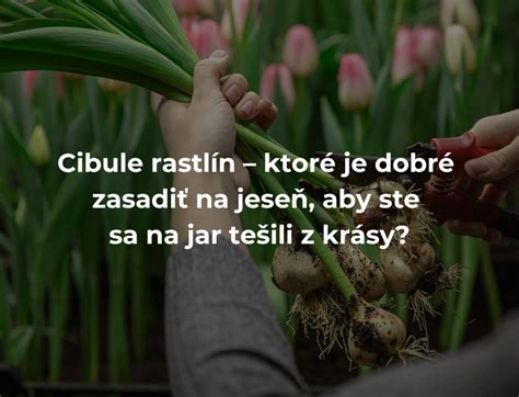 schéma výsadby cibule (rozostupy riadkov a rastlín)