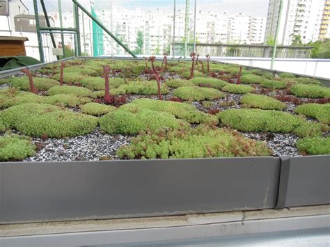 Detail rastlín typu rozchodník na extenzívnej zelenej streche