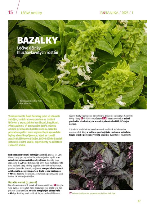 Infografika znázorňujúca liečivé účinky bazalky a obsah vitamínov