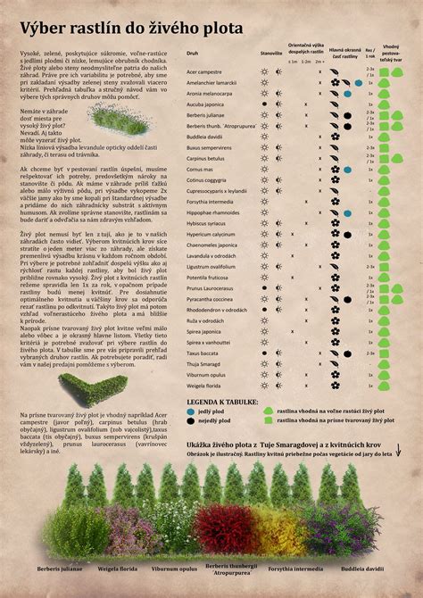 Schéma výmladkovej plantáže rýchlorastúcich drevín s vyznačením cyklu zberu a hustoty výsadby