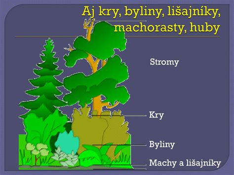 Schéma rozdelenia ovocných rastlín (stromy, kry, polokry, byliny) a ich základná charakteristika