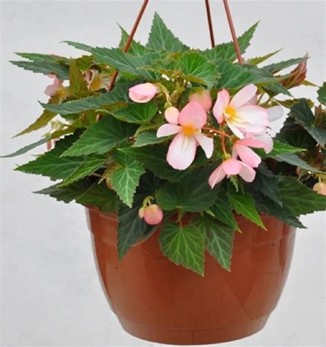 Kvitnúce begónie v závesnom kvetináči