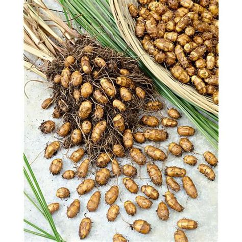 Detailný záber na hľuzy topinamburu, ktoré vzhľadom pripomínajú zázvor