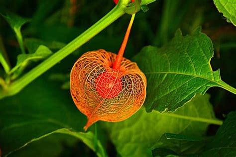 Ilustračná fotografia zrelých plodov machovky (Physalis) v charakteristických oranžových kalichoch.