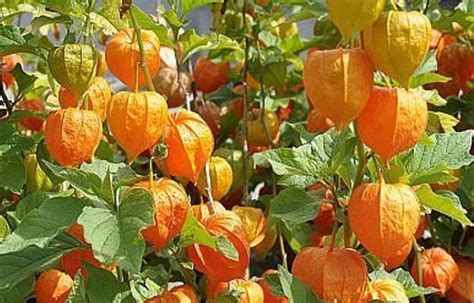 Detail plodov machovky peruánskej (Physalis peruviana) v rôznych fázach dozrievania.