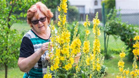 Tematické foto: Rozkvitnutý divozel veľkokvetý v záhrade alebo vo voľnej prírode