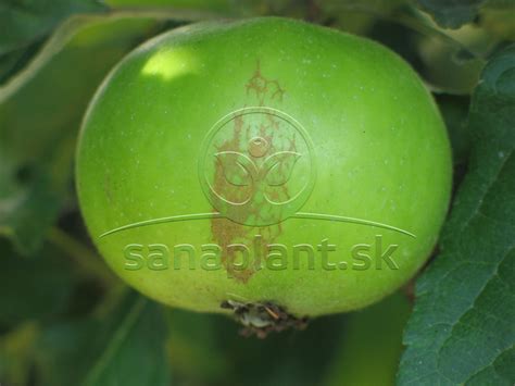 Detail plodov jablone 'Goldlane'