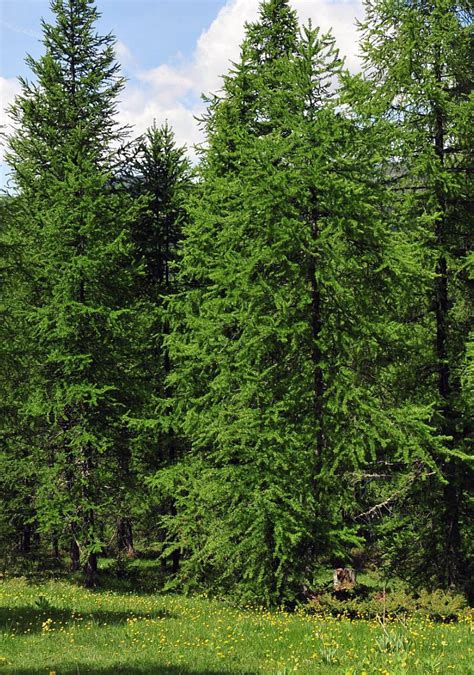 Fotografia okien z rôznych druhov dreva (smrek, borovica, smrekovec)