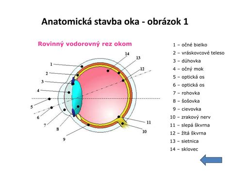 Anatomická schéma ženskej rozmnožovacej sústavy s označenými orgánmi.
