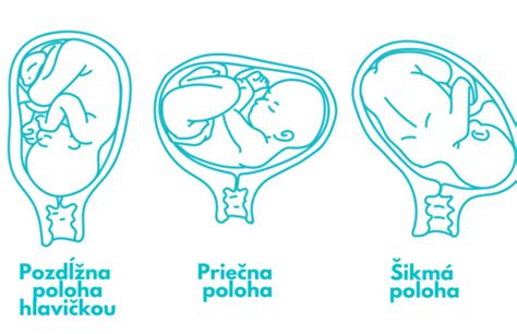 Vizualizácia rôznych štádií vývoja embrya a plodu v maternici.