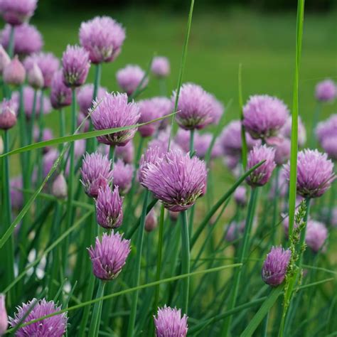 Infographic or illustration showing different types of chives (Allium schoenoprasum, Allium tuberosum) with leaf shapes and flower colors