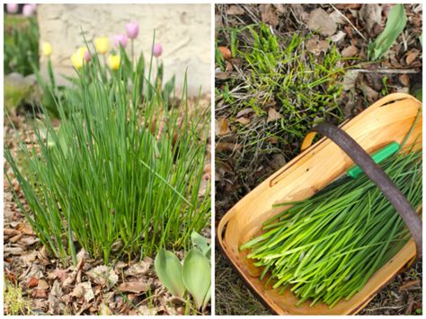 Diagram or photo showing how to divide an established chive clump for replanting