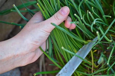 Photo of a hand harvesting chive leaves with scissors