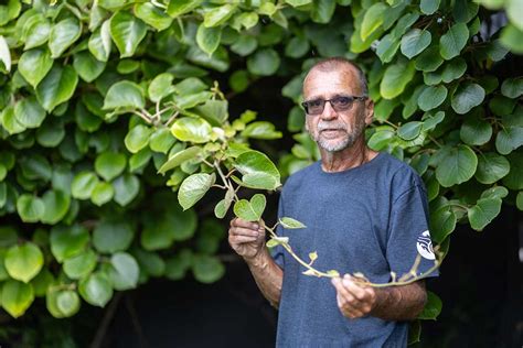 Milan Kráľ, pestovateľ paliem a subtropických rastlín