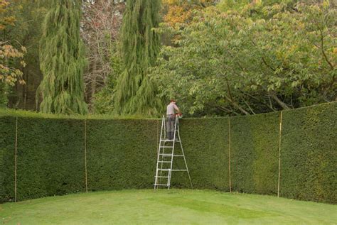 Infografika znázorňujúca optimálne rozostupy medzi tujami pre vytvorenie živého plota