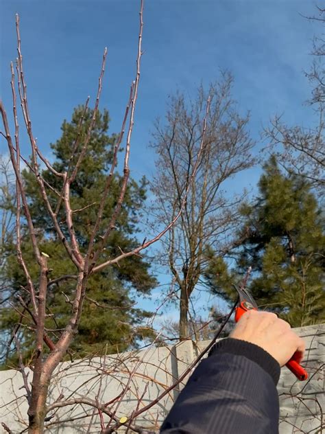 Detailná fotografia záhradných nožníc pri reze ovocného stromu