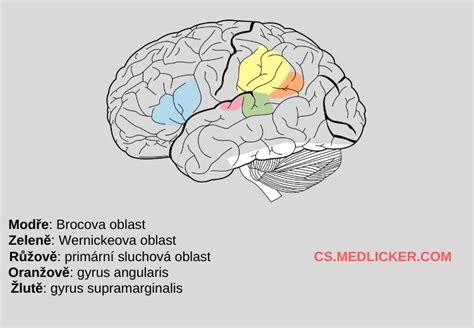 Schematické znázornenie Brocovho a Wernickeovho centra reči v mozgu