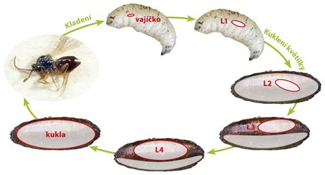 Schéma životného cyklu čmeľa: vajíčko, larva, kukla, dospelý jedinec.