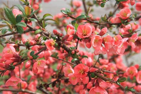 Kvitnúci ker dulovca s výraznými červenými kvetmi