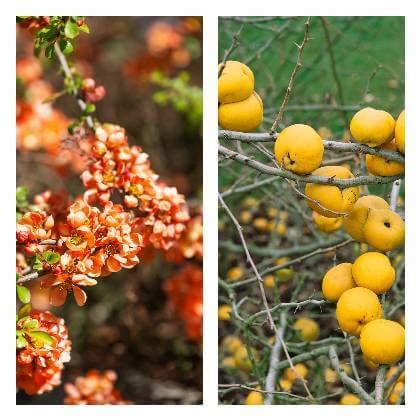 Plody dulovca pripomínajúce malé jablká