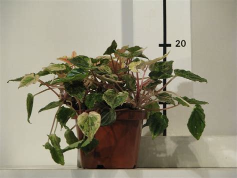 Tematické foto: rozmanité druhy rastlín pieprovca (Peperomia) v interiéri
