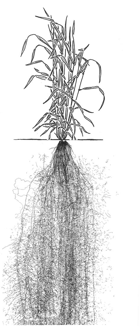 Grafické znázornenie štruktúry zŕn substrátu a jeho vplyvu na korene rastlín