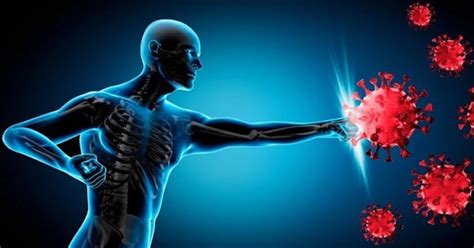 Schéma pôsobenia bylinných extraktov na imunitný systém a obehovú sústavu zvieraťa