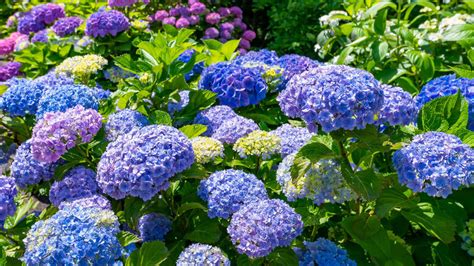 Ilustračné foto rôznych druhov hortenzií
