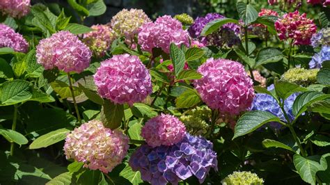 Ilustrácia správneho polievania hortenzie