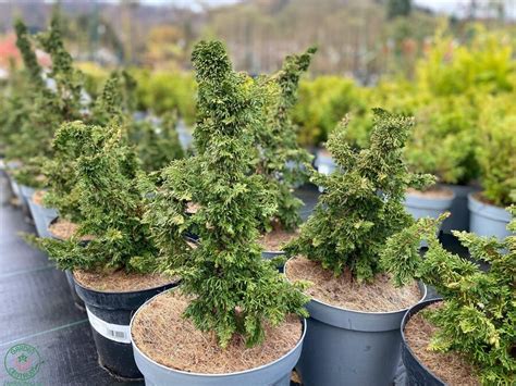 Fotografia zhnednutých vetvičiek tují s vysvetlením príčin