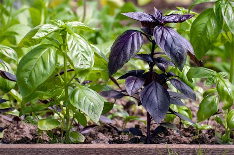 Zber čerstvých listov bazalky